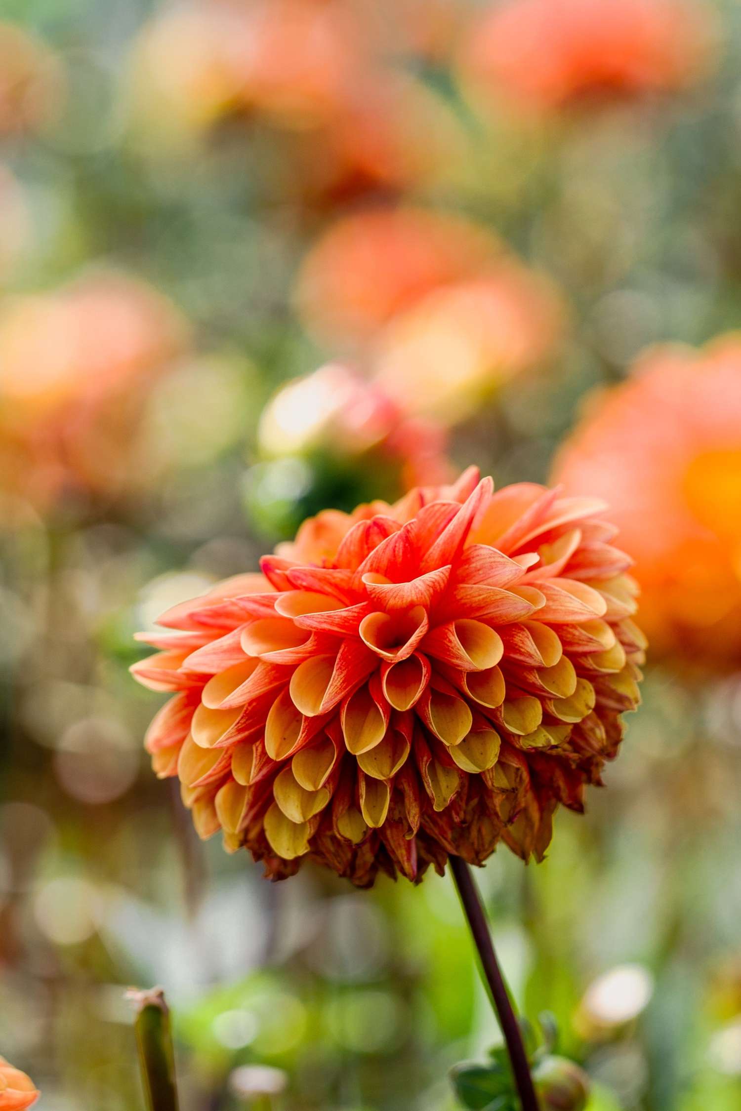 Dahlia 'American Sunset'